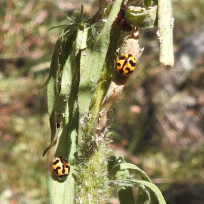 Coccinella transversalis (Transverse Ladybird) at Lake Burley Griffin West - 4 Mar 2024 by HelenCross