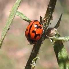 Coccinella transversalis at Black Mountain Peninsula (PEN) - 4 Mar 2024