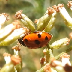 Hippodamia variegata (Spotted Amber Ladybird) at Lake Burley Griffin West - 4 Mar 2024 by HelenCross