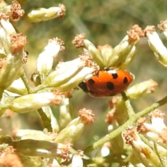 Hippodamia variegata at Black Mountain Peninsula (PEN) - 4 Mar 2024