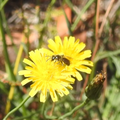 Lasioglossum sp. (genus) (Furrow Bee) at Lake Burley Griffin West - 4 Mar 2024 by HelenCross