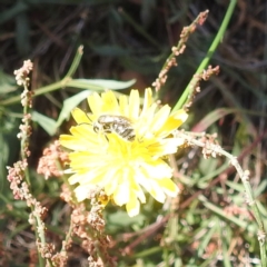 Lasioglossum sp. (genus) at Black Mountain Peninsula (PEN) - 4 Mar 2024