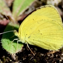 Eurema brigitta (No-brand Grass-yellow) at suppressed - 3 Mar 2024 by LisaH