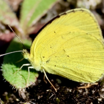 Eurema brigitta (No-brand Grass-yellow) at suppressed - 3 Mar 2024 by LisaH