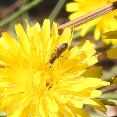 Lasioglossum (Homalictus) sp. (genus & subgenus) (Furrow Bee) at Black Mountain Peninsula (PEN) - 4 Mar 2024 by HelenCross