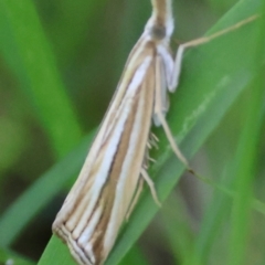 Hednota species near grammellus (Pyralid or snout moth) at Moruya, NSW - 3 Mar 2024 by LisaH