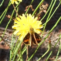 Taractrocera papyria (White-banded Grass-dart) at Lake Burley Griffin West - 4 Mar 2024 by HelenCross