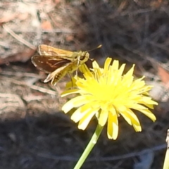 Taractrocera papyria at Black Mountain Peninsula (PEN) - 4 Mar 2024