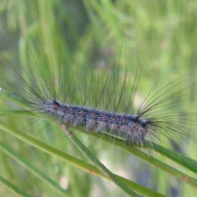 Anestia (genus) (A tiger moth) at Lake Burley Griffin West - 4 Mar 2024 by HelenCross