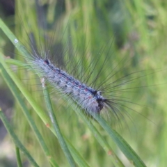 Anestia (genus) at Lake Burley Griffin West - 4 Mar 2024 02:11 PM