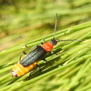 Chauliognathus tricolor at Black Mountain Peninsula (PEN) - 4 Mar 2024