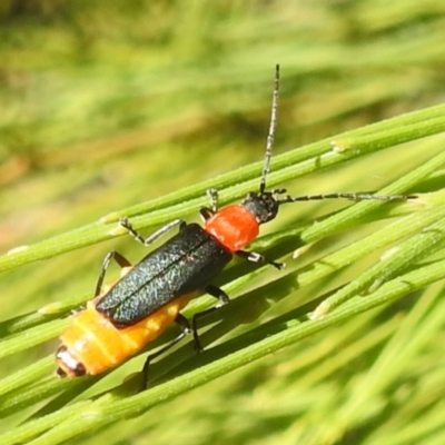 Chauliognathus tricolor (Tricolor soldier beetle) at Lake Burley Griffin West - 4 Mar 2024 by HelenCross