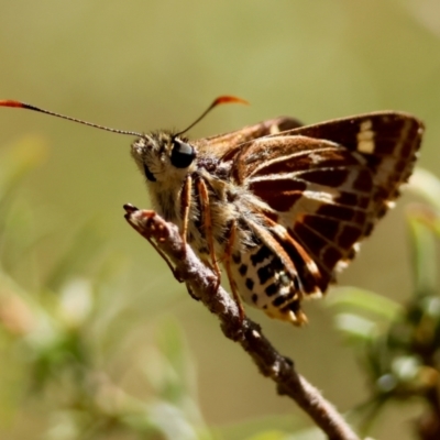 Hesperilla picta (Painted Skipper) at Moruya, NSW - 3 Mar 2024 by LisaH