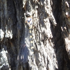 Cordulephya pygmaea (Common Shutwing) at Lake Burley Griffin West - 4 Mar 2024 by HelenCross