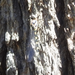 Cordulephya pygmaea at Black Mountain Peninsula (PEN) - 4 Mar 2024