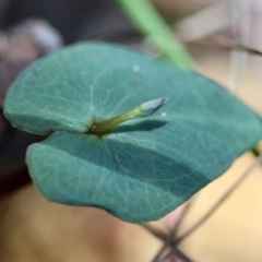 Acianthus sp. (Mayflower Orchid) at Moruya, NSW - 4 Mar 2024 by LisaH