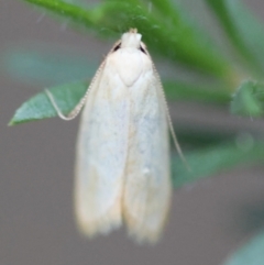 Unidentified Concealer moth (Oecophoridae) at Moruya, NSW - 4 Mar 2024 by LisaH
