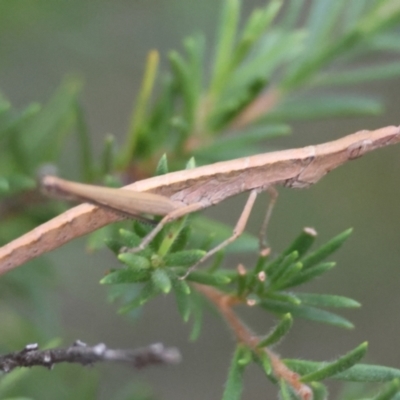 Heide sp. (genus) (A heath matchstick grasshopper) at Moruya, NSW - 4 Mar 2024 by LisaH