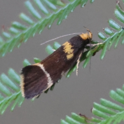 Eulechria psilopla (A Concealer moth (Eulechria group)) at Moruya, NSW - 4 Mar 2024 by LisaH