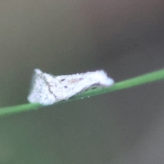Unidentified Moth (Lepidoptera) at Moruya, NSW - 4 Mar 2024 by LisaH