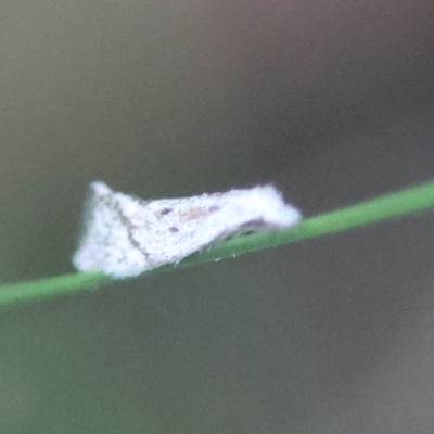 Unverified Moth (Lepidoptera) at  - suppressed by LisaH