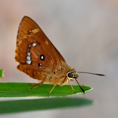 Trapezites symmomus sombra (Splendid Ochre) at Moruya, NSW - 4 Mar 2024 by LisaH