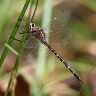 Hemicordulia australiae (Australian Emerald) at Moruya, NSW - 4 Mar 2024 by LisaH