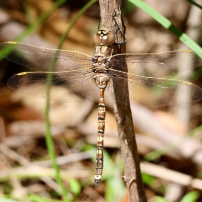 Adversaeschna brevistyla (Blue-spotted Hawker) at Moruya, NSW - 4 Mar 2024 by LisaH