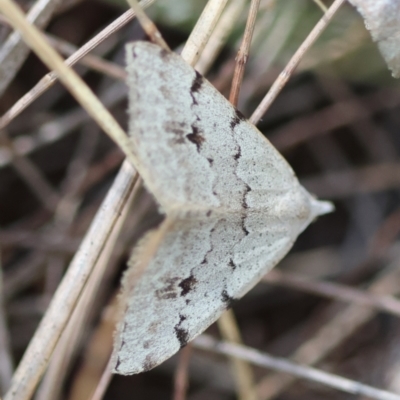 Dichromodes estigmaria (Pale Grey Heath Moth) at Moruya, NSW - 4 Mar 2024 by LisaH