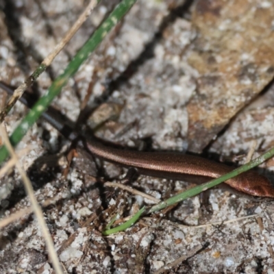 Lampropholis delicata (Delicate Skink) at Moruya, NSW - 4 Mar 2024 by LisaH