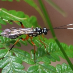 Unidentified Spider wasp (Pompilidae) at Moruya, NSW - 4 Mar 2024 by LisaH