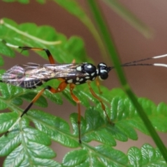 Xanthocryptus novozealandicus (Lemon tree borer parasite wasp) at Moruya, NSW - 4 Mar 2024 by LisaH