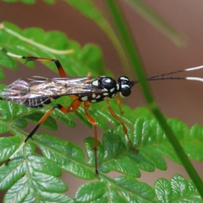 Unidentified Spider wasp (Pompilidae) at Moruya, NSW - 4 Mar 2024 by LisaH