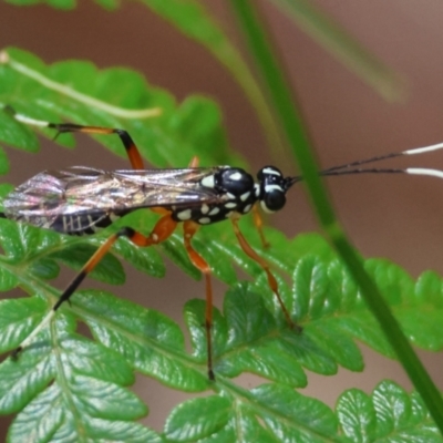 Pompilidae (family) at Moruya, NSW - 4 Mar 2024 by LisaH