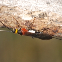 Braconidae (family) (Unidentified braconid wasp) at Duffy, ACT - 2 Mar 2024 by Harrisi