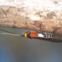 Braconidae (family) at Duffy, ACT - 2 Mar 2024 06:38 PM