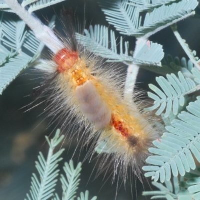 Orgyia anartoides (Painted Apple Moth) at Hall, ACT - 2 Mar 2024 by Harrisi