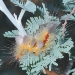 Orgyia anartoides at Hall, ACT - 3 Mar 2024 10:02 AM