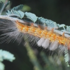 Orgyia anartoides at Hall, ACT - 3 Mar 2024 10:02 AM