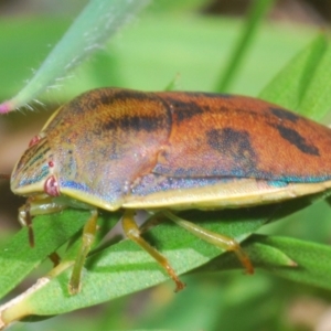 Coleotichus costatus at Hall, ACT - 3 Mar 2024