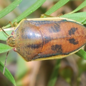 Coleotichus costatus at Hall, ACT - 3 Mar 2024