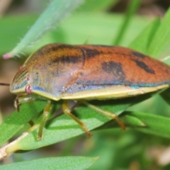 Coleotichus costatus at Hall, ACT - 3 Mar 2024