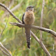 Cacomantis flabelliformis (Fan-tailed Cuckoo) at Woodlands - 27 Feb 2024 by Curiosity