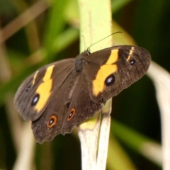 Tisiphone abeona (Varied Sword-grass Brown) at Wingecarribee Local Government Area - 27 Feb 2024 by Curiosity