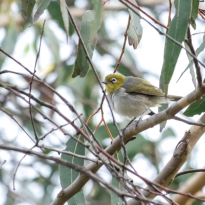 Zosterops lateralis (Silvereye) at Penrose - 3 Mar 2024 by Aussiegall