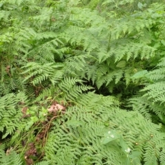 Histiopteris incisa (Bat's-Wing Fern) at East Kangaloon, NSW - 4 Mar 2024 by plants