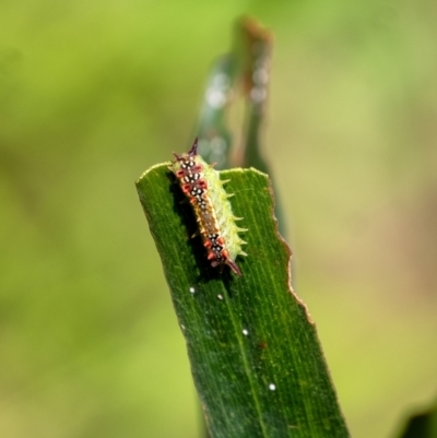 Doratifera quadriguttata (Four-spotted Cup Moth) at Penrose - 3 Mar 2024 by Aussiegall