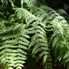 Histiopteris incisa (Bat's-Wing Fern) at Fitzroy Falls, NSW - 4 Mar 2024 by plants
