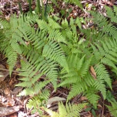 Hypolepis muelleri (Harsh Ground Fern, Swamp Bracken) at Fitzroy Falls, NSW - 3 Mar 2024 by plants