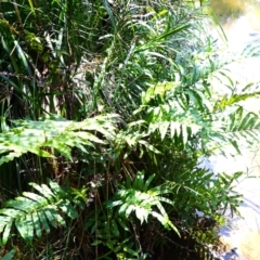 Blechnum minus (Soft Water Fern) at Fitzroy Falls, NSW - 3 Mar 2024 by plants